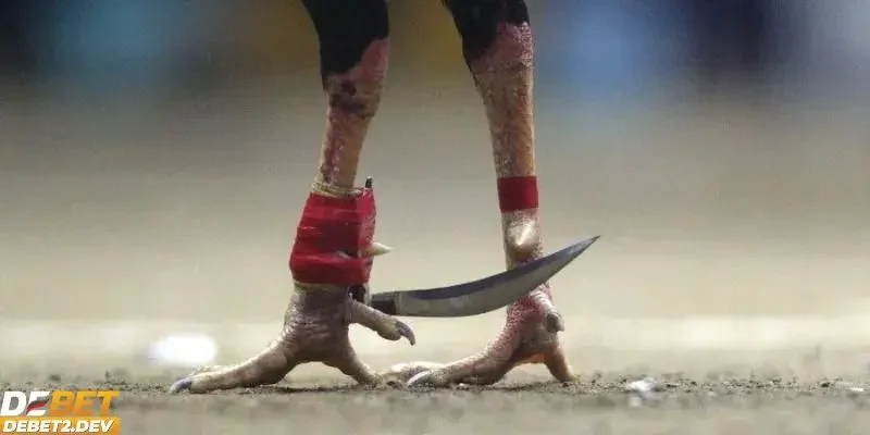 Tìm hiểu những thông tin cơ bản về đá gà cựa dao