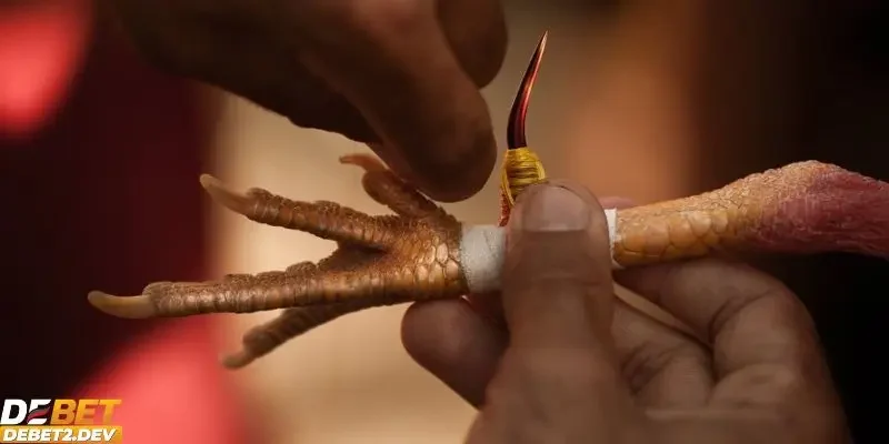 Tìm hiểu về hình thức đá gà cựa sắt kịch tính và sôi động