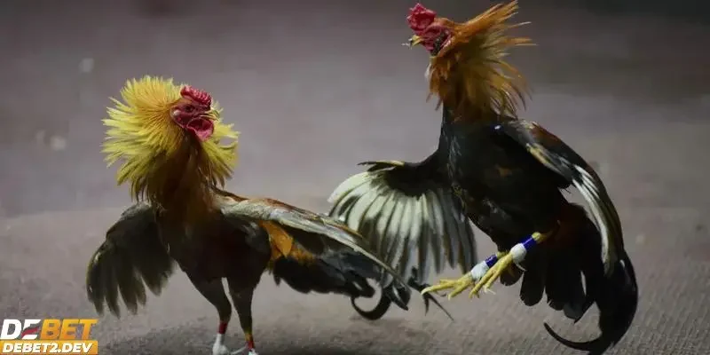 Tổng quan về sảnh game cá cược đá gà trực tiếp