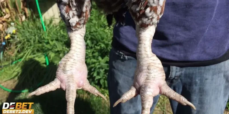 Tìm hiểu về biểu hiện khi gà bị sưng khớp chân