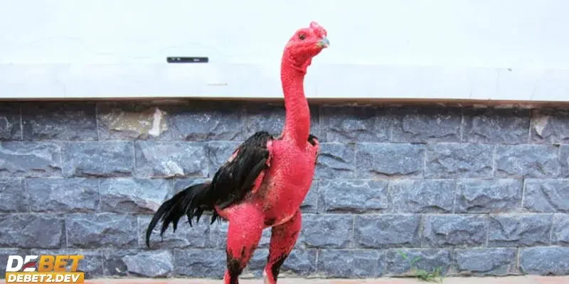 Cách chọn gà chọi hay và những tiêu chí quan trọng