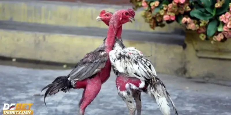 Những điều cần biết khi tìm kiếm gà chọi hay