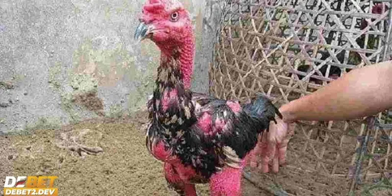 Giải đáp về tại sao gà cần phải thay lông?