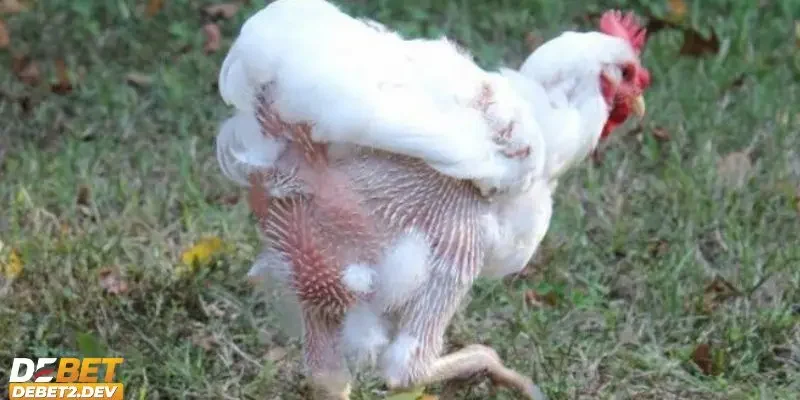 Gà thay lông bao lâu và tìm hiểu quá trình thay lông ở gà chọi