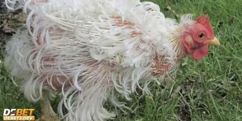 Gà thay lông bao lâu và bí kíp kích thích quá trình mọc lông