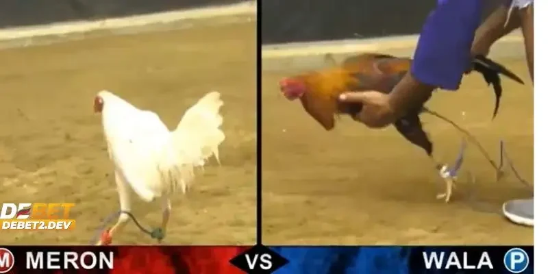 Tìm hiểu chung về hình thức xem đá gà trực tiếp online