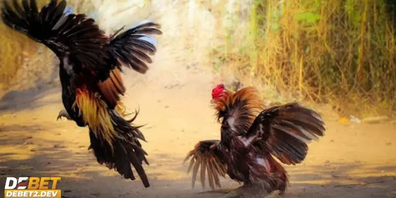 Lịch thi đấu và luật chơi khi xem đá gà trực tiếp