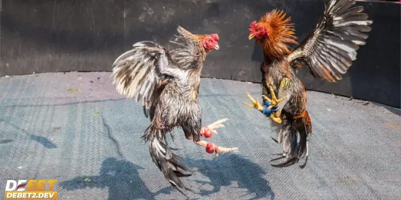 Chất lượng hình ảnh sắc nét khi xem đá gà trực tiếp